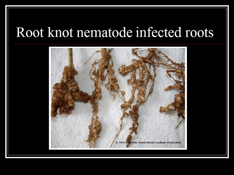 Root knot nematode infected roots